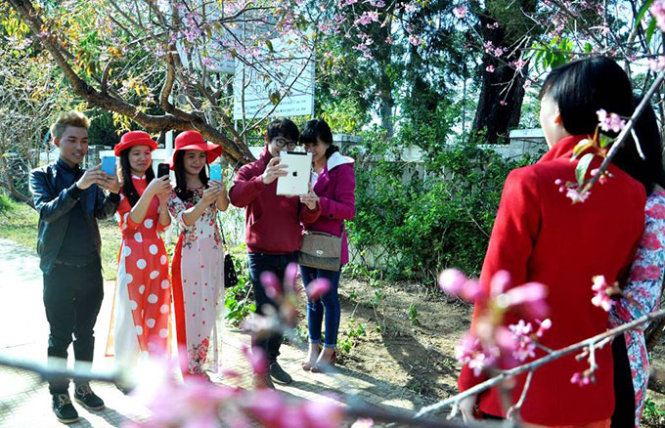 Đà[-]Lạt:[-]Mai[-]anh[-]đào[-]rợp[-]trời[-]xuân,[-]hớp[-]hồn[-]du[-]khách